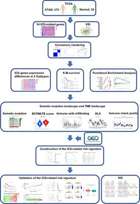 A novel immunogenic cell death–related subtype classification and risk signature for predicting prognosis and immunotherapy efficacy in gastric cancer